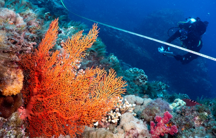Reef Research - John Turnbull