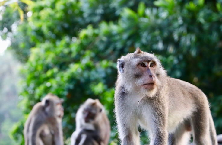 monkey group