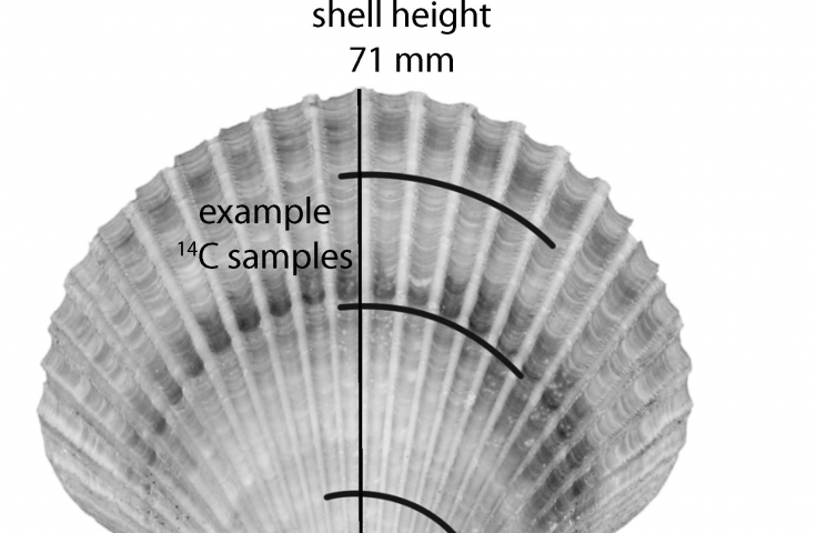 Carbon-dating shells and corals